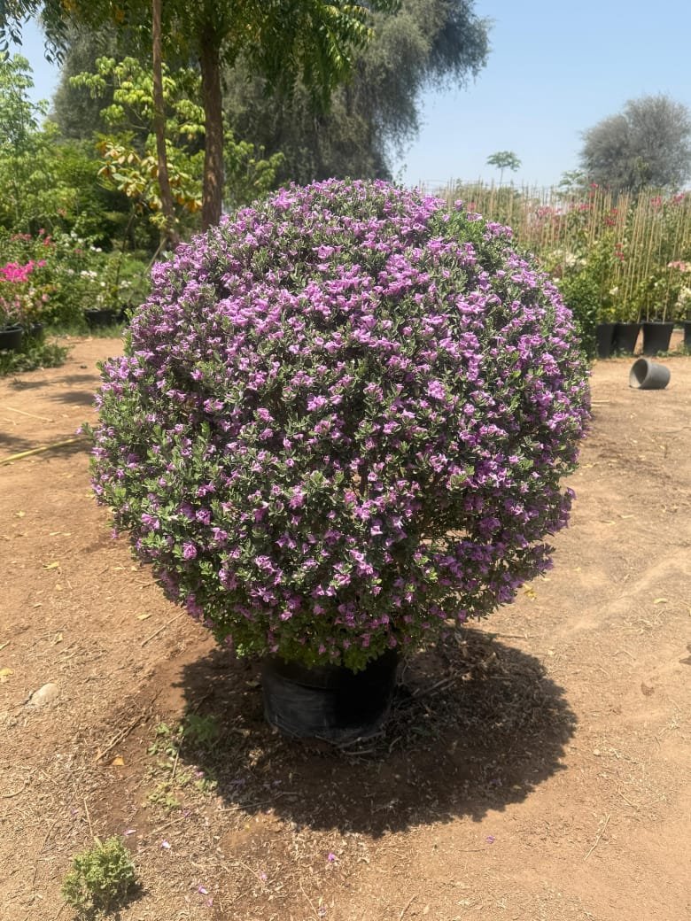 Leucophyllum frutescens (Ball Shape)
