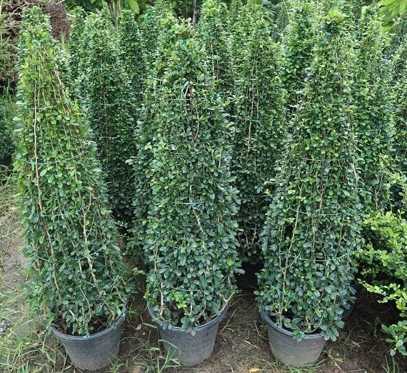 Ehretia microphylla	(Cone Shape)