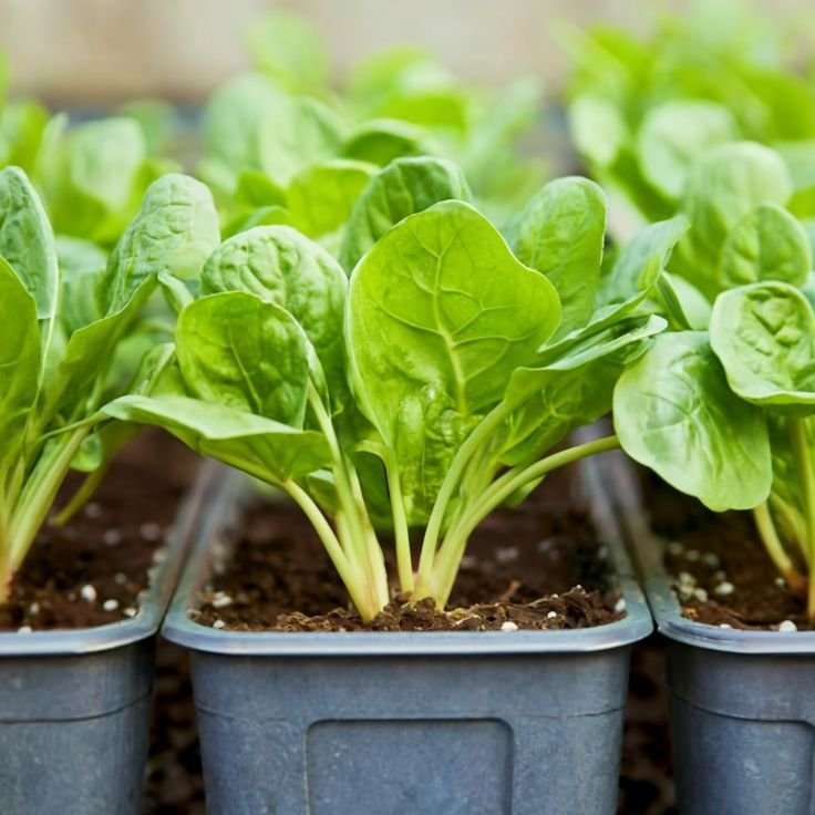 Spinach