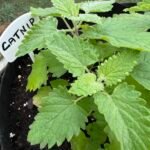 Catnip