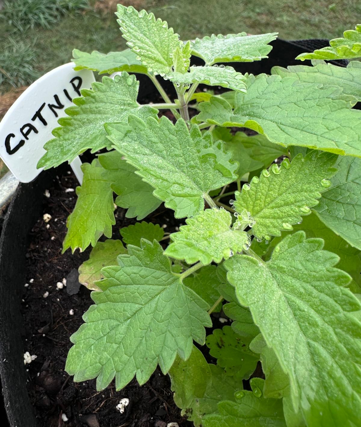 Catnip