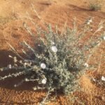 Convolvulus Acanthocladus