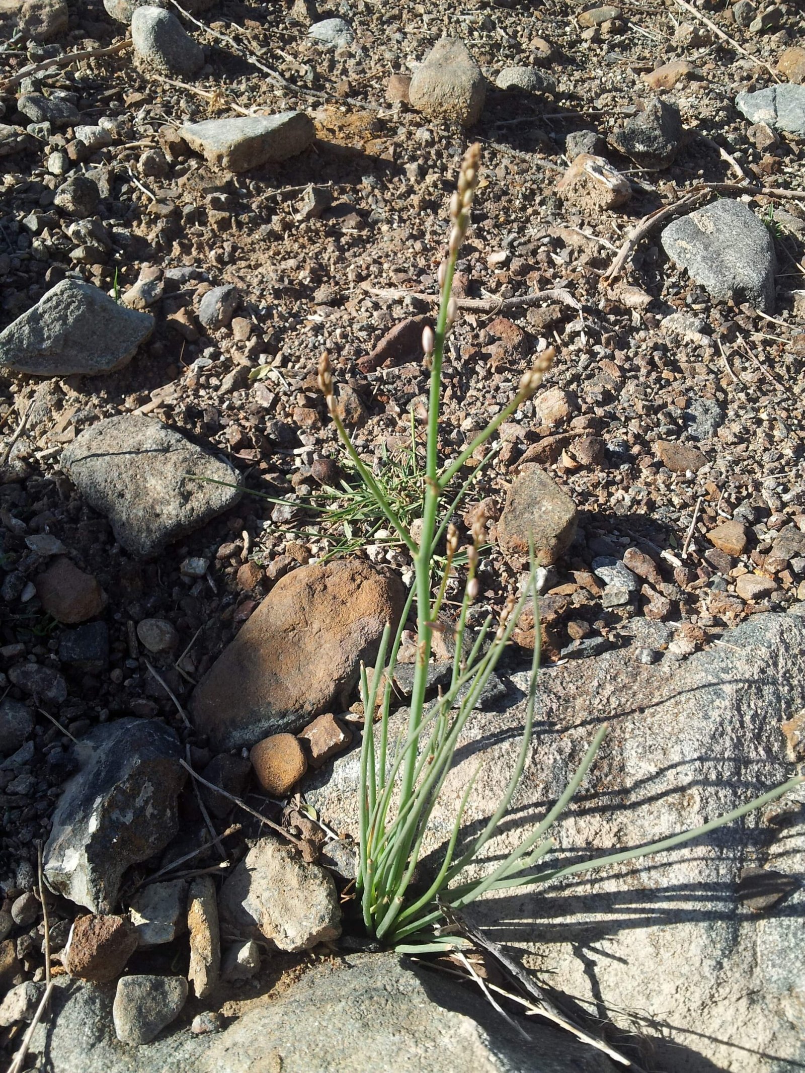 Asphodelus Tenuifolius
