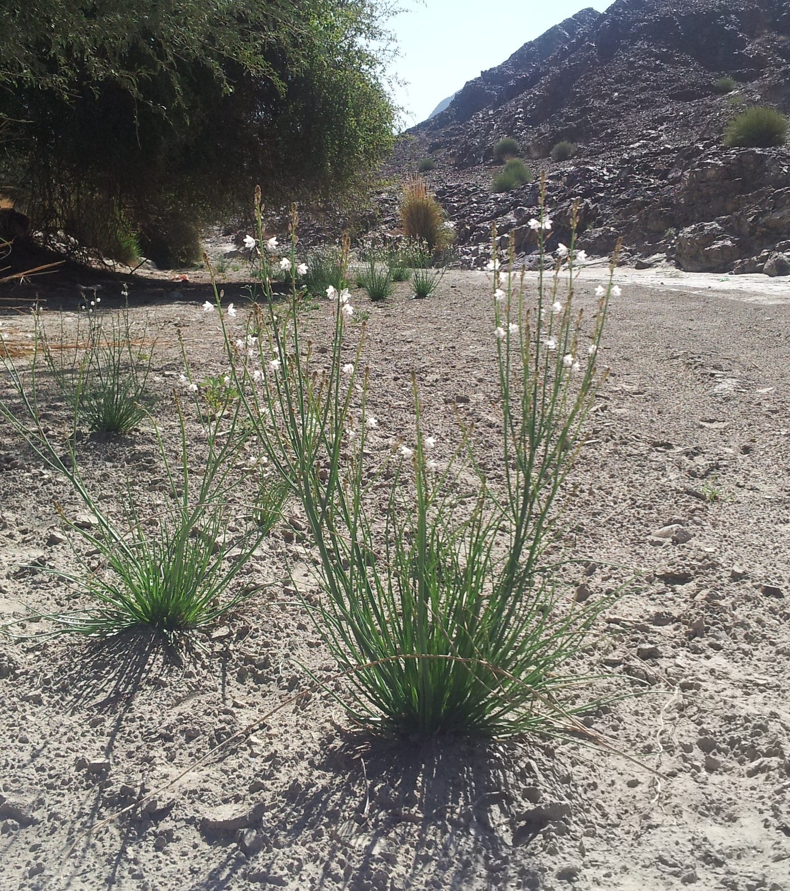 Asphodelus Tenuifolius - Image 3