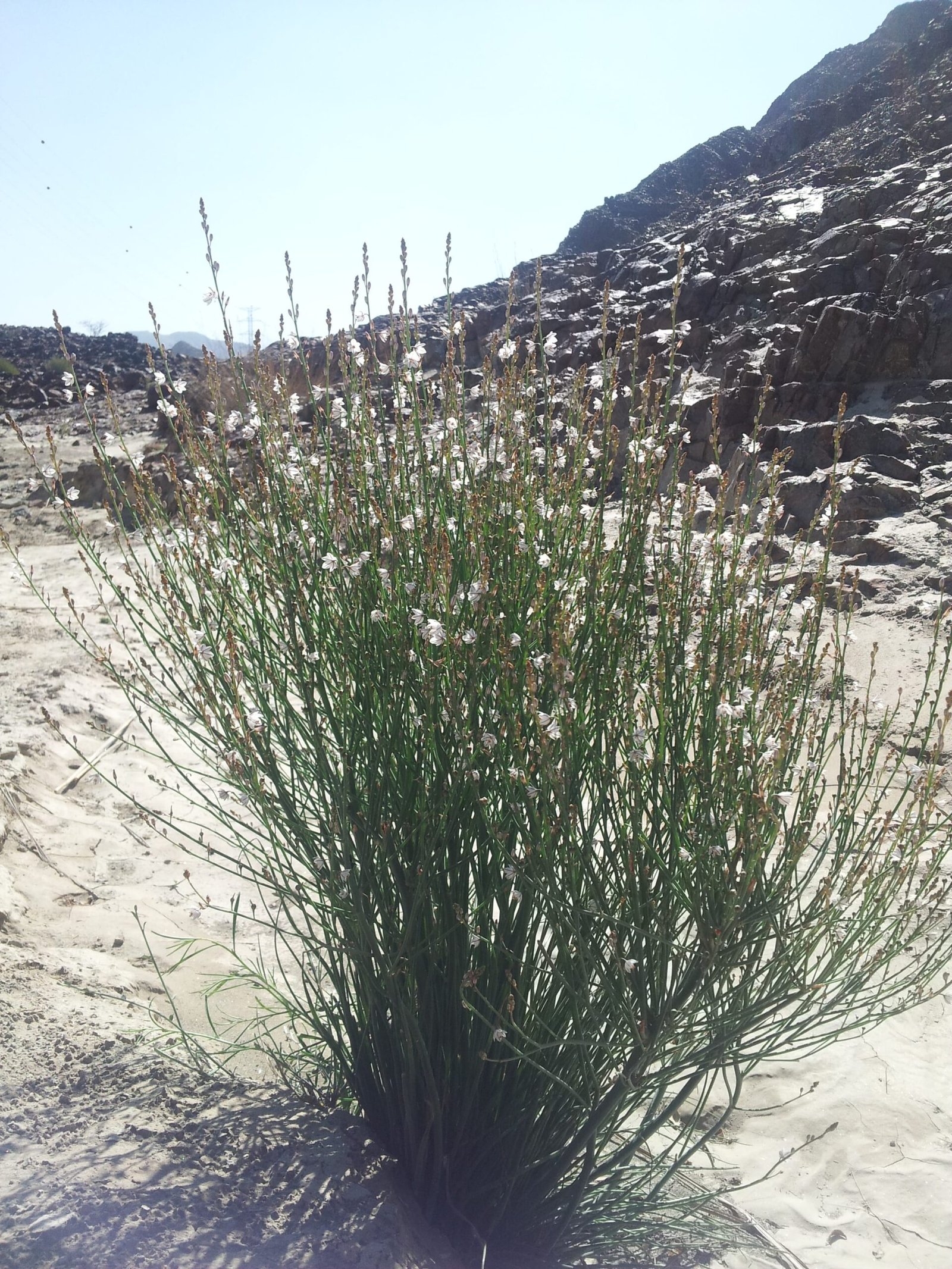 Asphodelus Tenuifolius - Image 4
