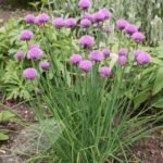 Chives