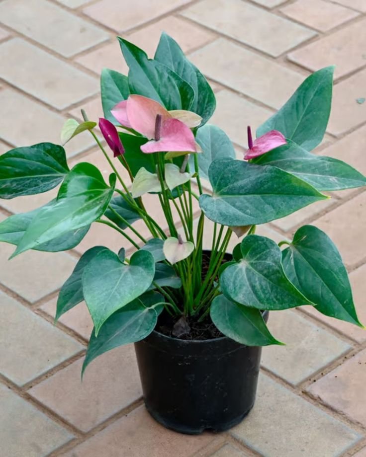 Anthurium
