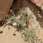 Helichrysum Makranicum