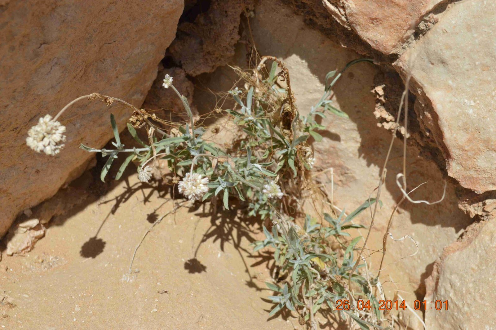 Helichrysum Makranicum