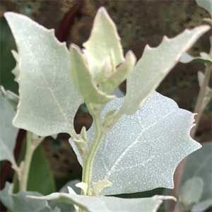 Antriplex Nummularia