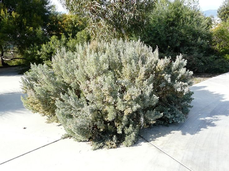 Antriplex Nummularia