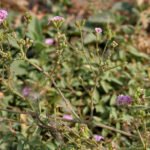 Boerhavia Elegans
