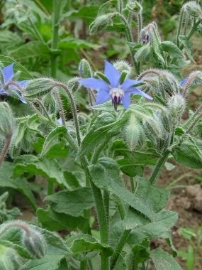 Borage