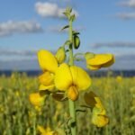 Crotalaria Persica