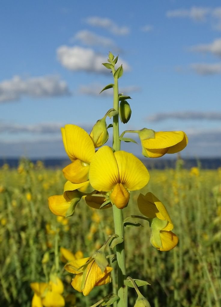 Crotalaria Persica