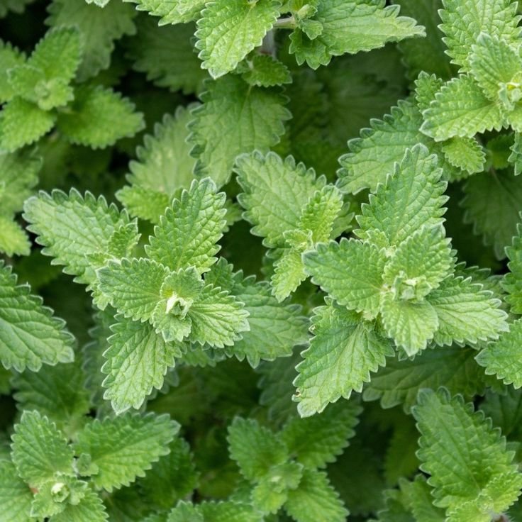 Catnip - Image 3
