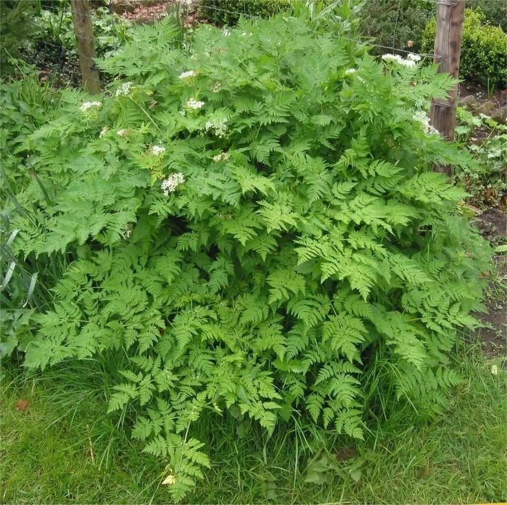 Chervil - Image 4