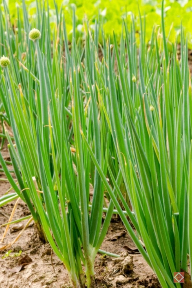 Chives