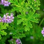 Citronella