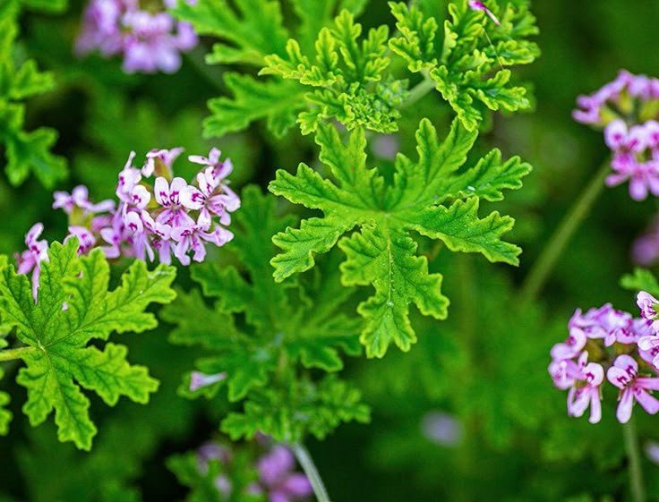 Citronella