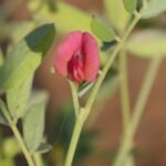 Tephrosia Apollinea