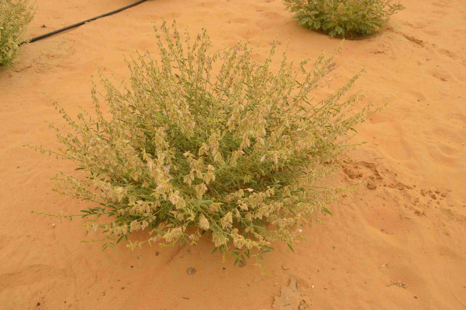 Tephrosia Nubica