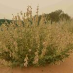 Tephrosia Nubica