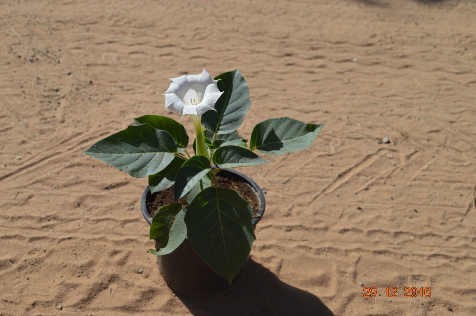 Datura Metel
