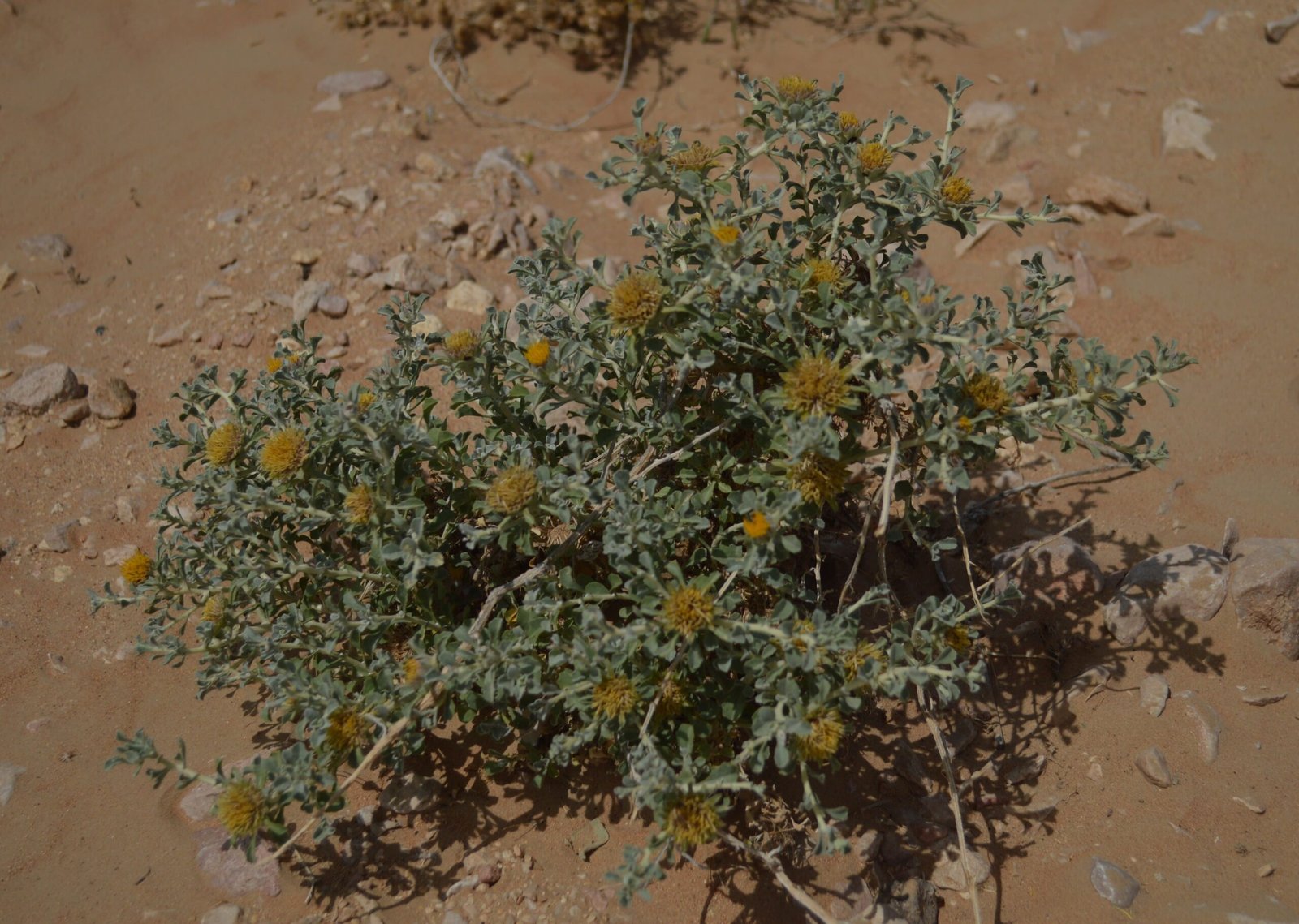 Anvillea Garcinii - Image 4