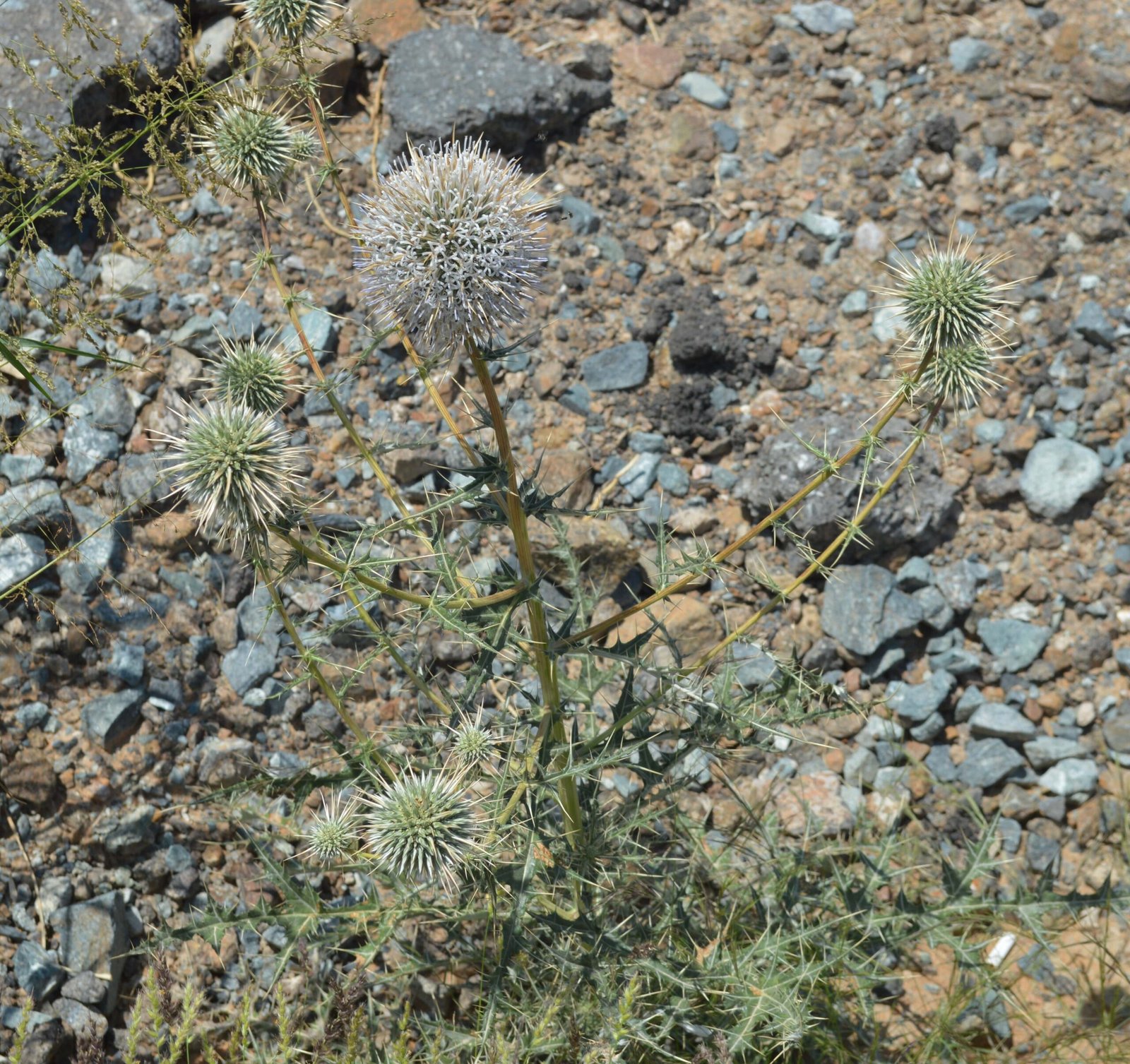 Echinops Spinosissimus - Image 4