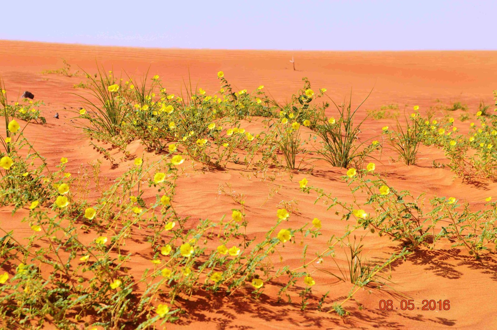 Tribulus Arabicus - Image 3