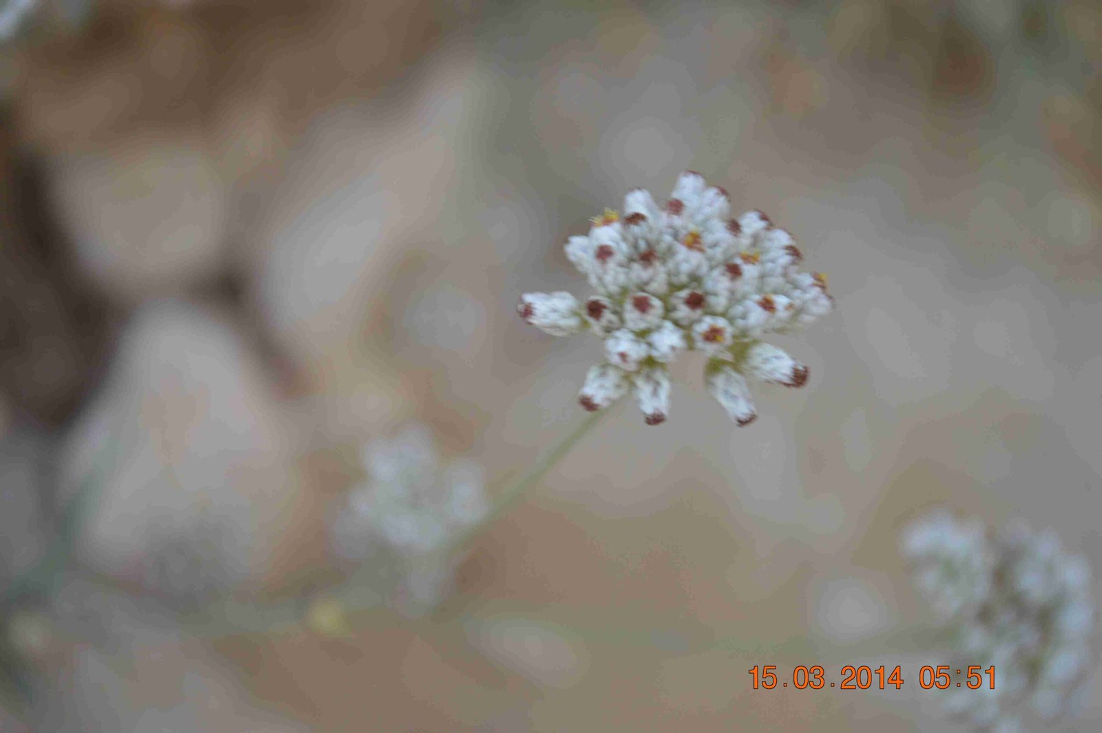 Helichrysum Makranicum - Image 3