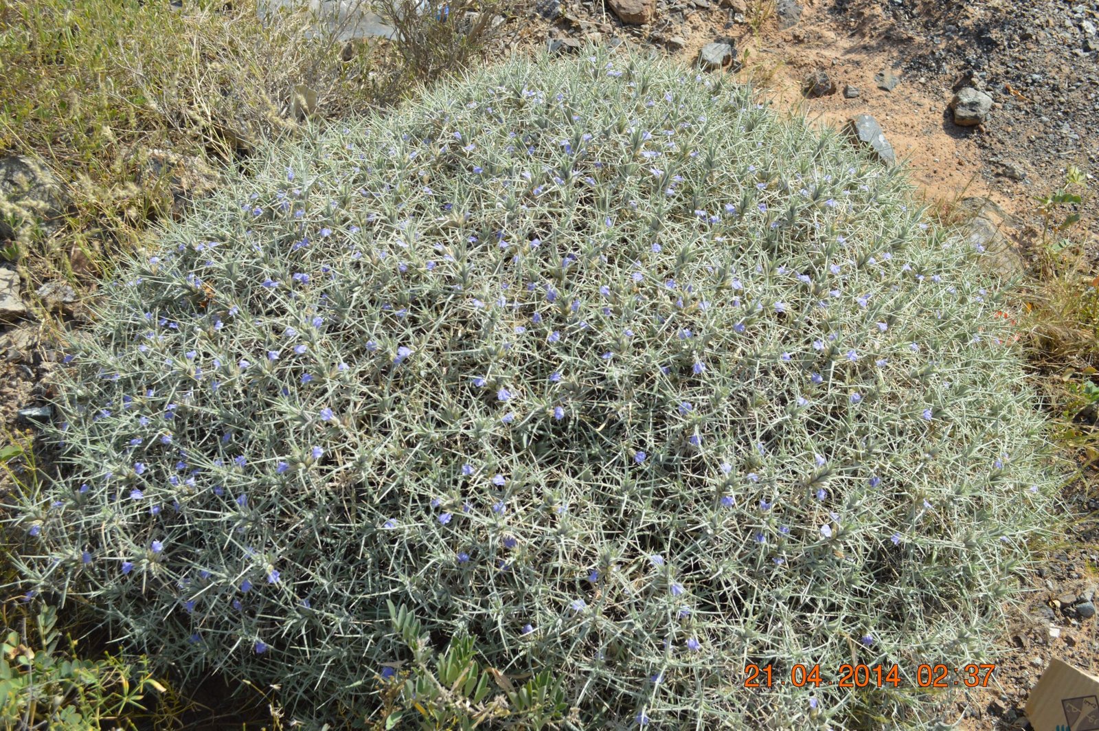 Blepharis Ciliaris - Image 5