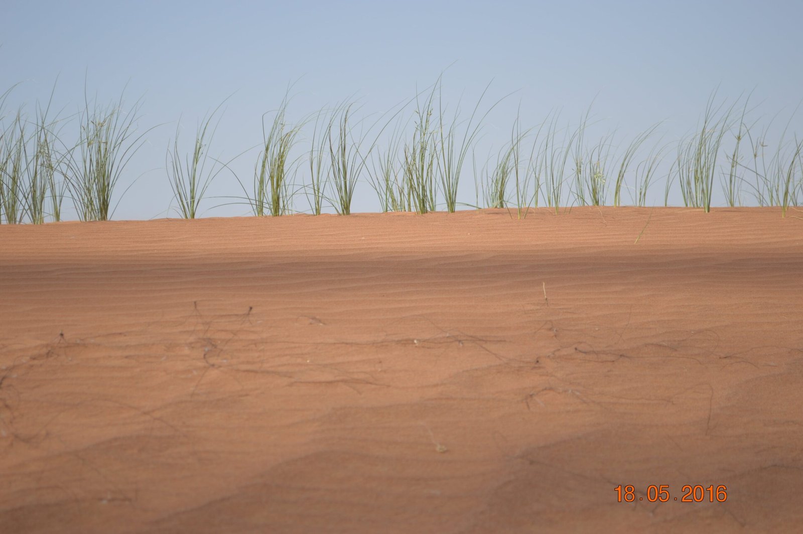Cyperus Conglomeratus - Image 3