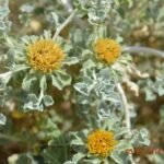 Anvillea Garcinii