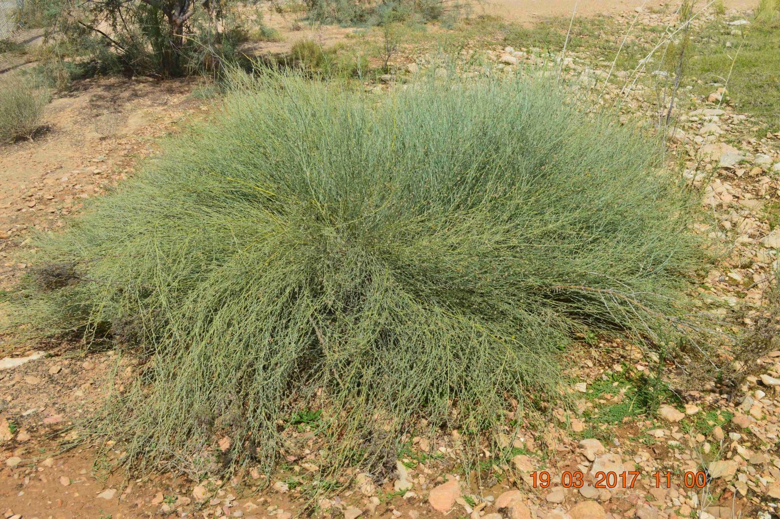 Crotalaria Aegyptiaca - Image 4