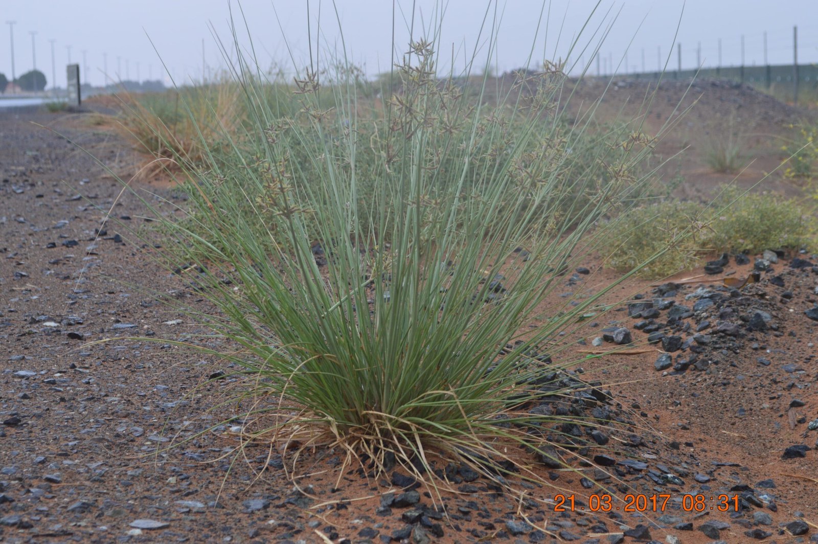 Cyperus Conglomeratus