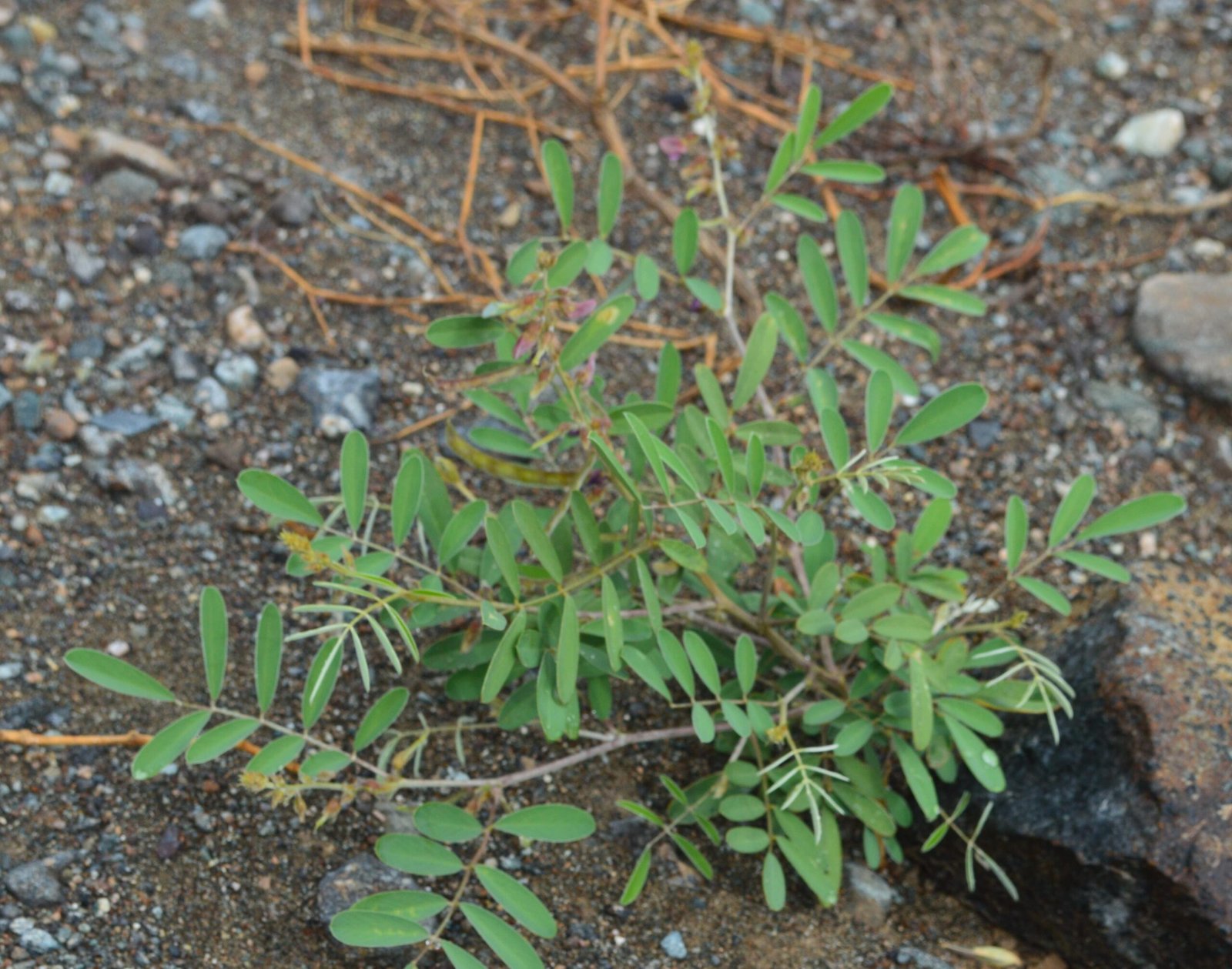 Tephrosia Apollinea