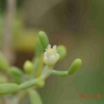 Zygophyllum Mandavillea