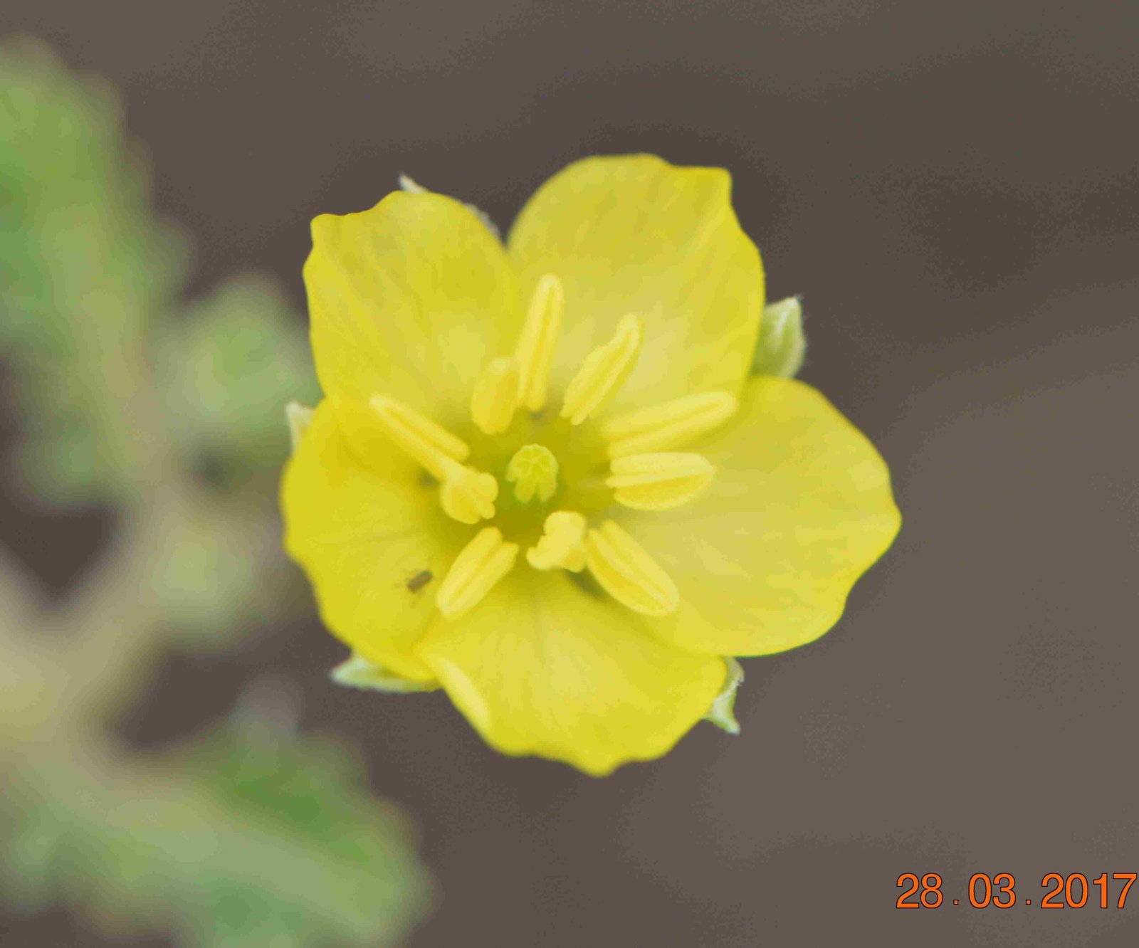 Tribulus Arabicus