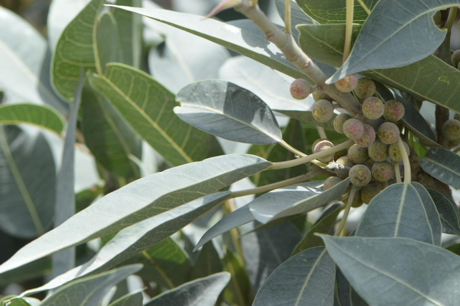 Ficus Cordata - Image 3