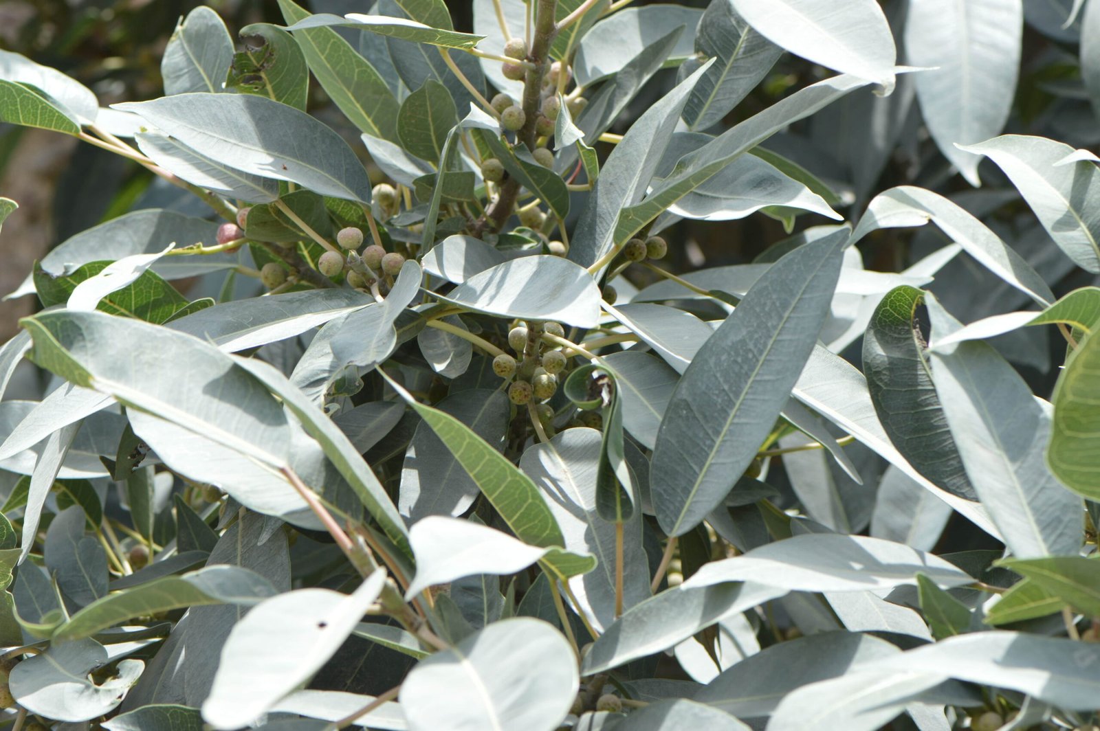 Ficus Cordata - Image 4