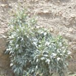 Ficus Cordata
