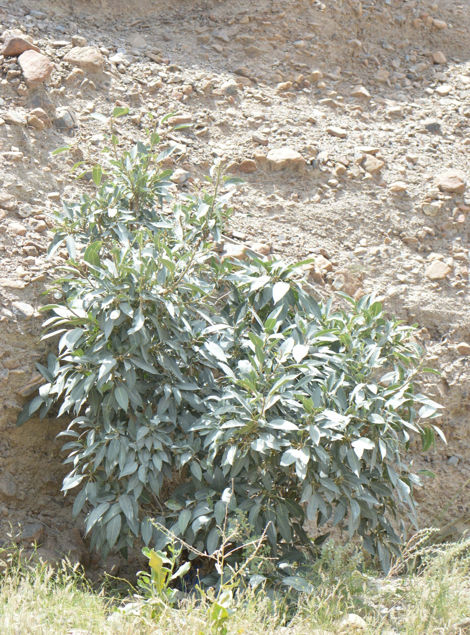 Ficus Cordata