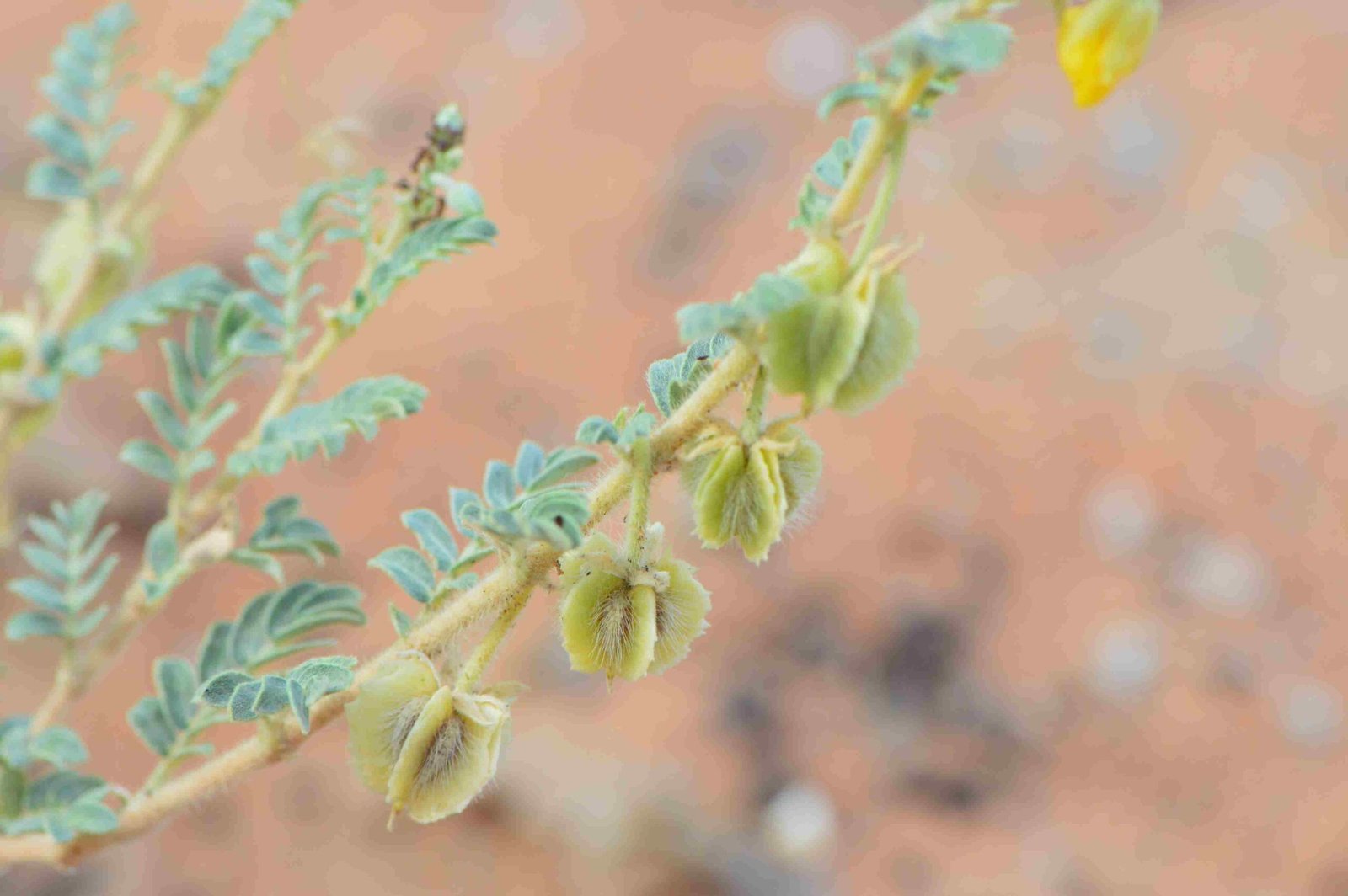 Tribulus Arabicus