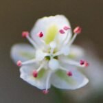 Calligonum Comosum