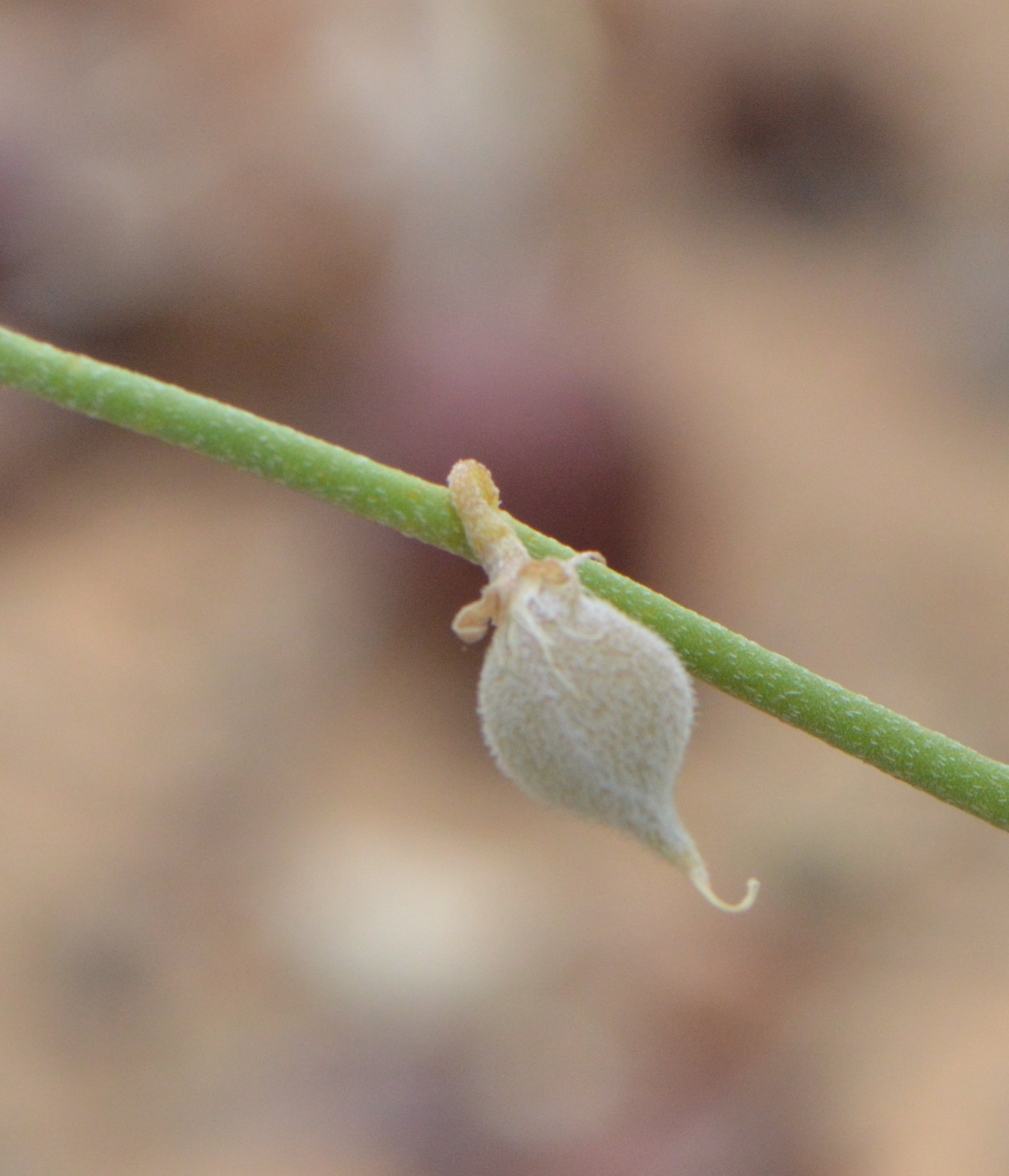 Crotalaria Persica - Image 3
