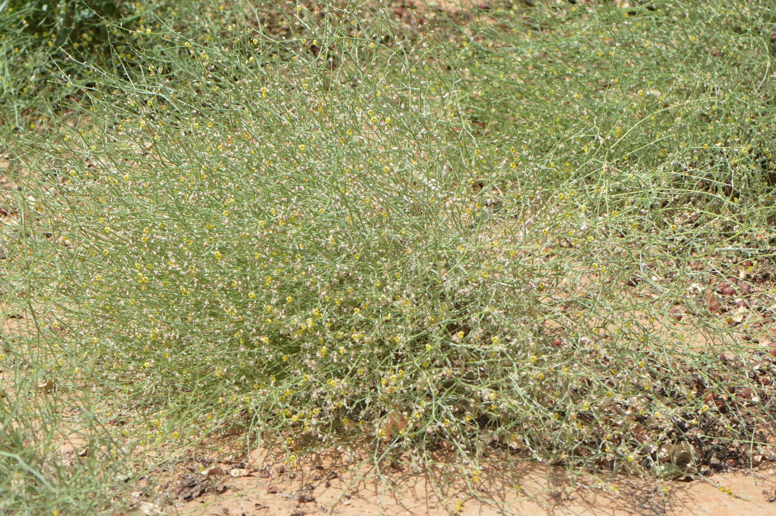 Crotalaria Persica - Image 4