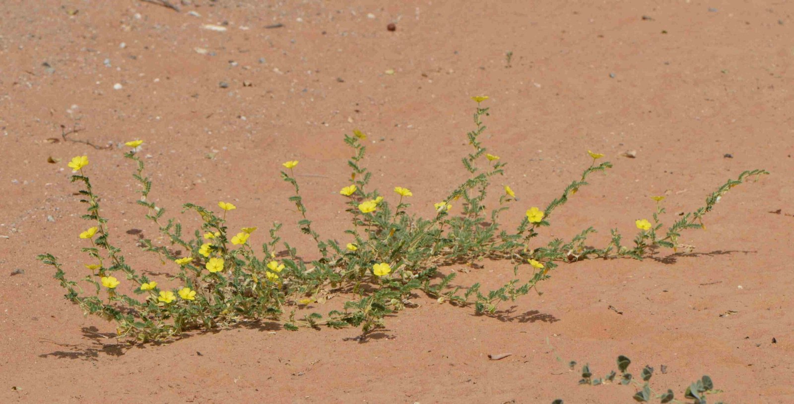 Tribulus Arabicus - Image 4