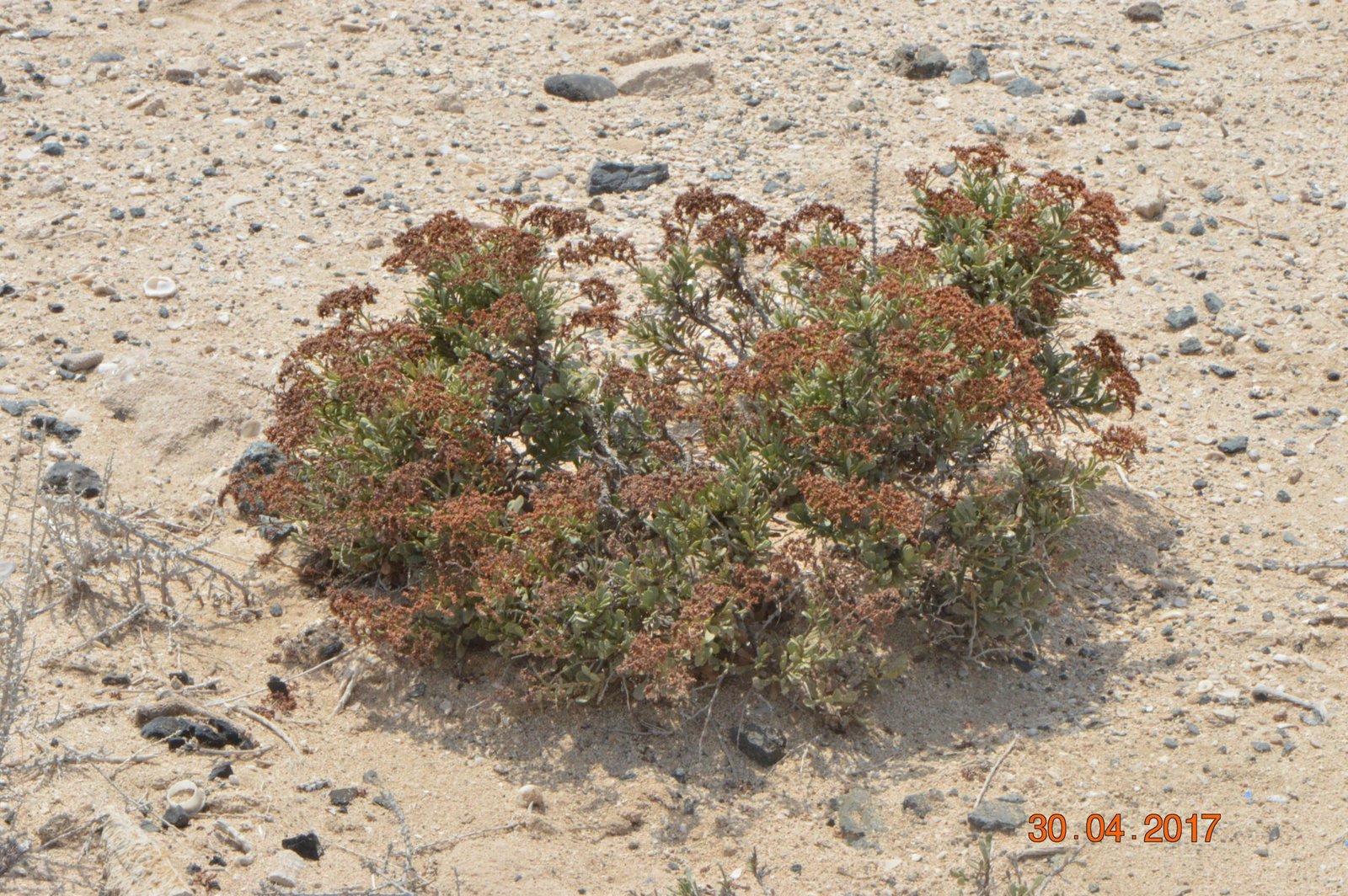 Limonium Axillare